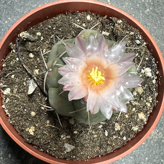 Thelocactus hexaedrophorus X - 4 Inch Assorted - Cactus - DesertScapeSucculent