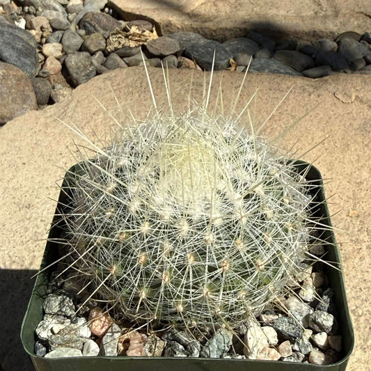 DesertScapeSucculent Cactus 4 Inch Thelocactus macdowellii