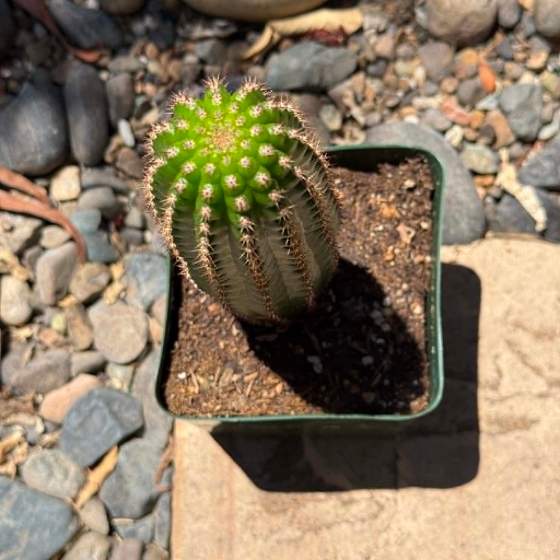 DesertScapeSucculent Cactus Trichocereus Brevispiulosus 'Indian Comb Cactus'