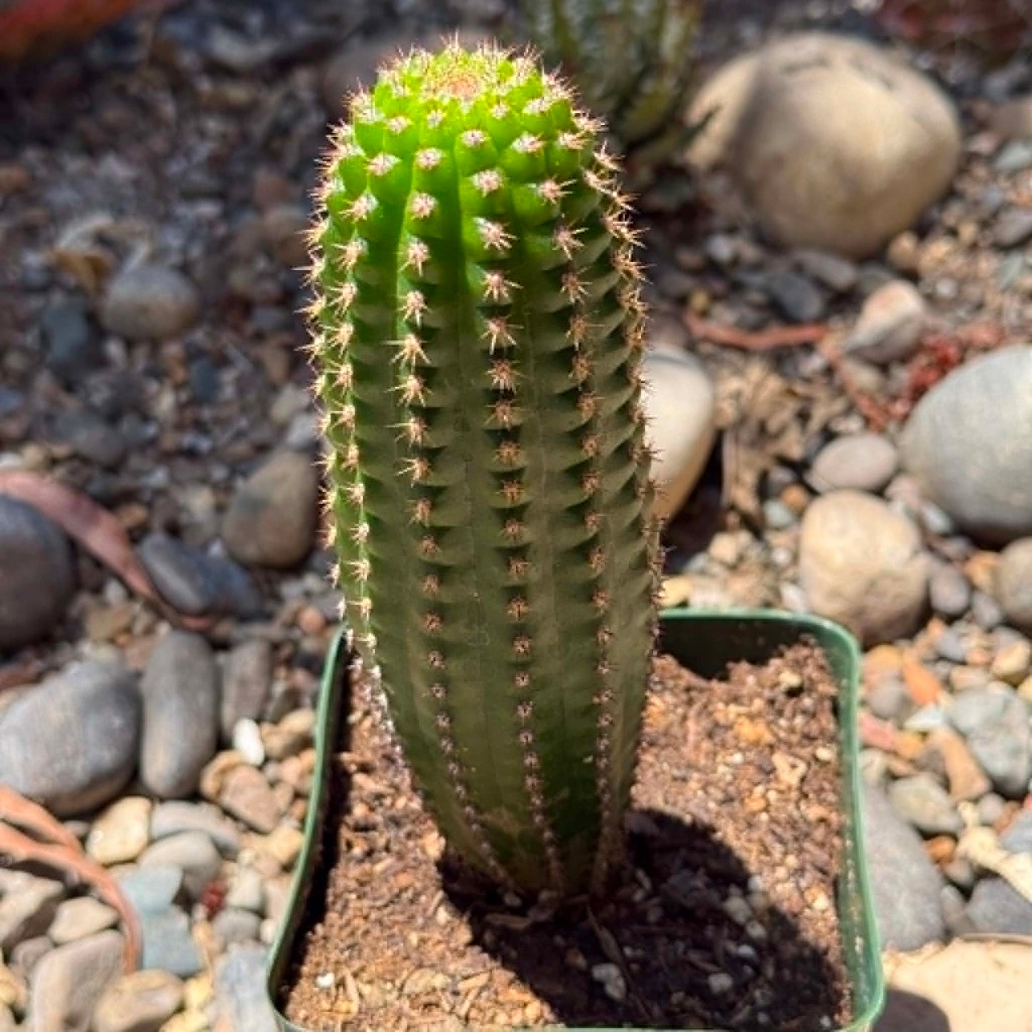 DesertScapeSucculent Cactus 4 Inch Trichocereus Brevispiulosus 'Indian Comb Cactus'