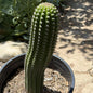 Trichocereus Brevispiulosus 'Indian Comb Cactus' - 5 Gal Assorted - Cactus - DesertScapeSucculent