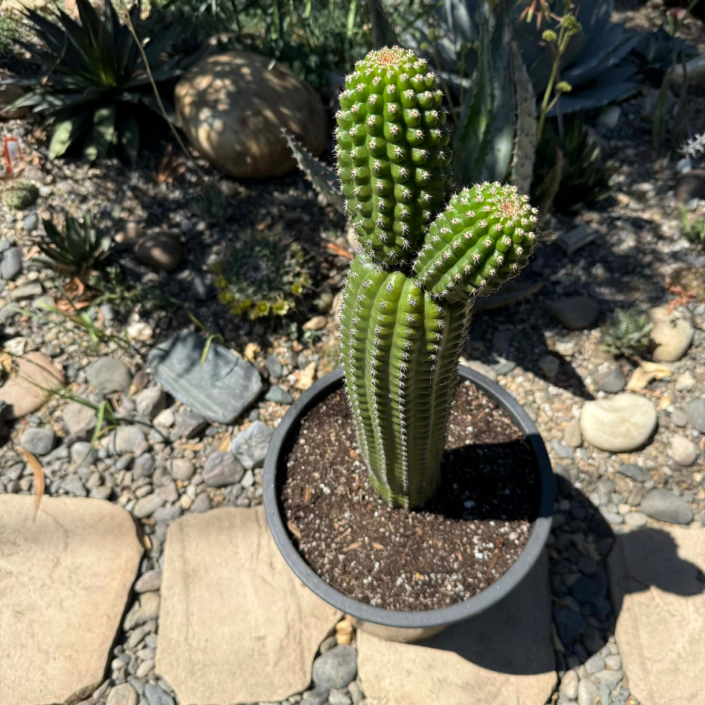 DesertScapeSucculent Cactus 5 Gal Assorted Trichocereus Brevispiulosus 'Indian Comb Cactus'