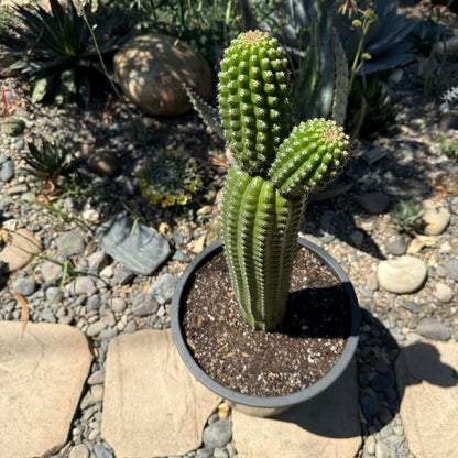 DesertScapeSucculent Cactus 5 Gal Assorted Trichocereus Brevispiulosus 'Indian Comb Cactus'