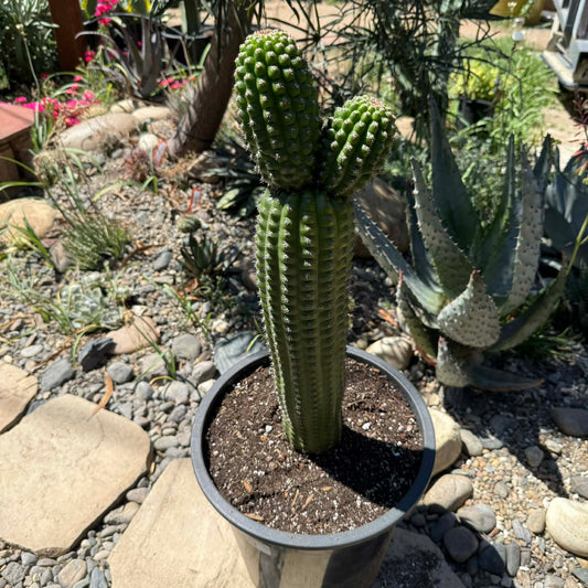 DesertScapeSucculent Cactus 5 Gal Assorted Trichocereus Brevispiulosus 'Indian Comb Cactus'