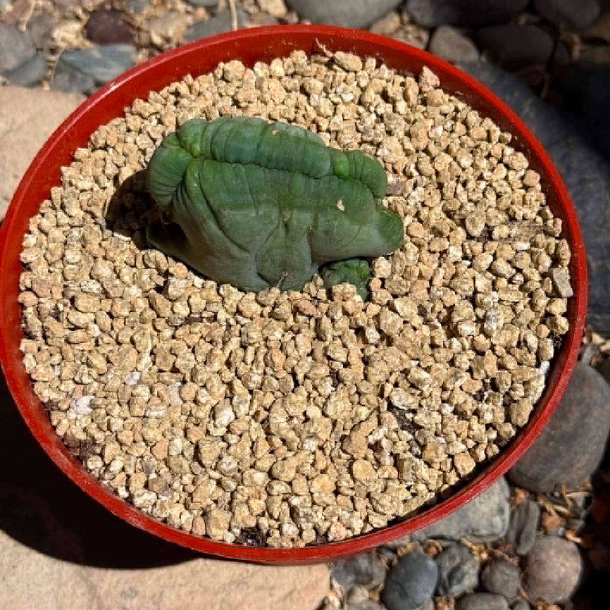 DesertScapeSucculent Cactus 6 Inch Trichocereus bridgesii Monstrose Crest
