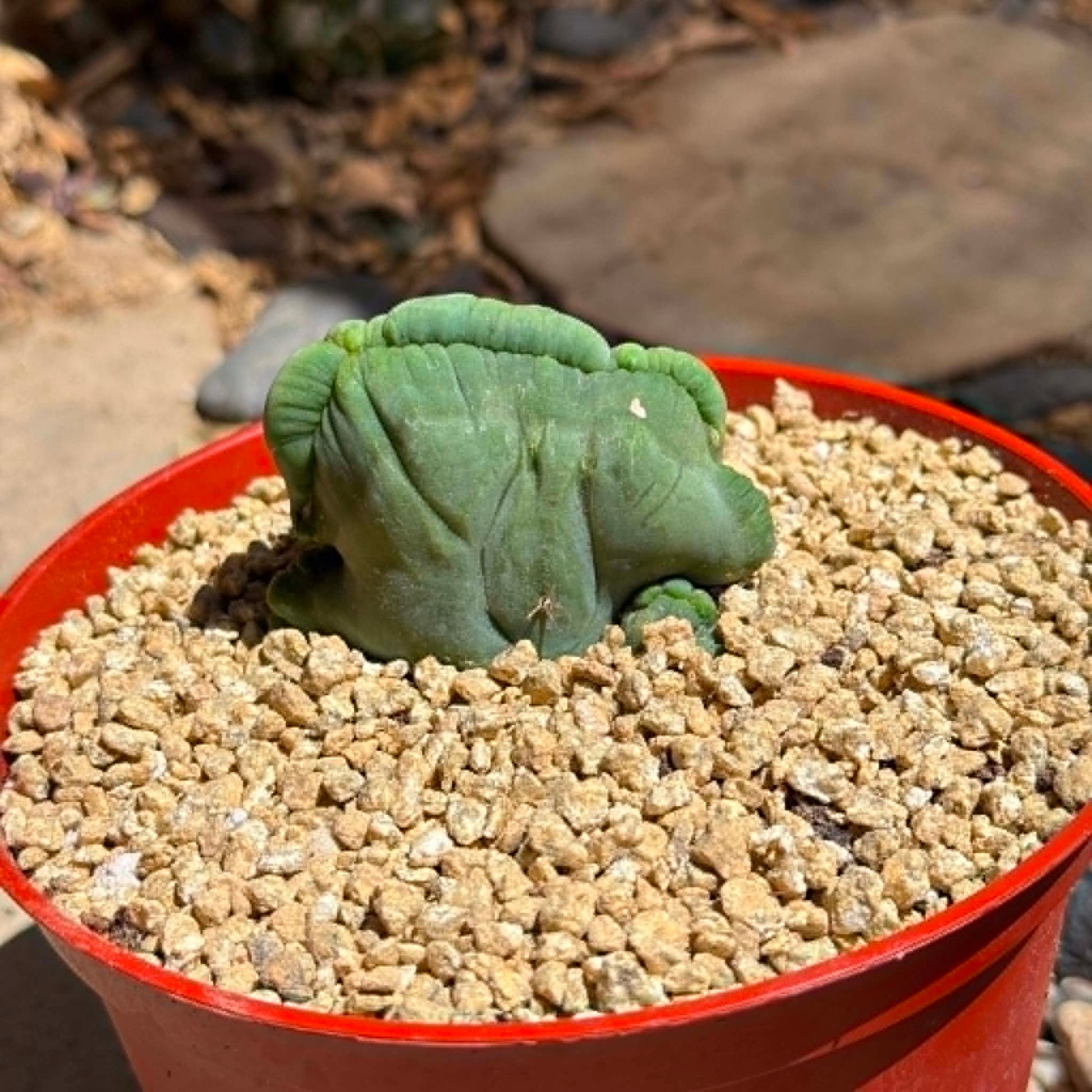 DesertScapeSucculent Cactus 6 Inch Trichocereus bridgesii Monstrose Crest