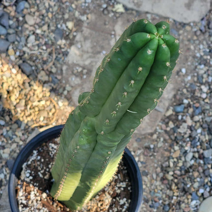 Trichocereus pachanoi monstrose 'San Pedro Cactus' - 5 Gal Large Assorted - Cactus - DesertScapeSucculent
