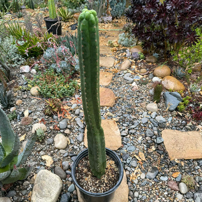 DesertScapeSucculent Cactus Trichocereus pachanoi monstrose 'San Pedro Cactus'