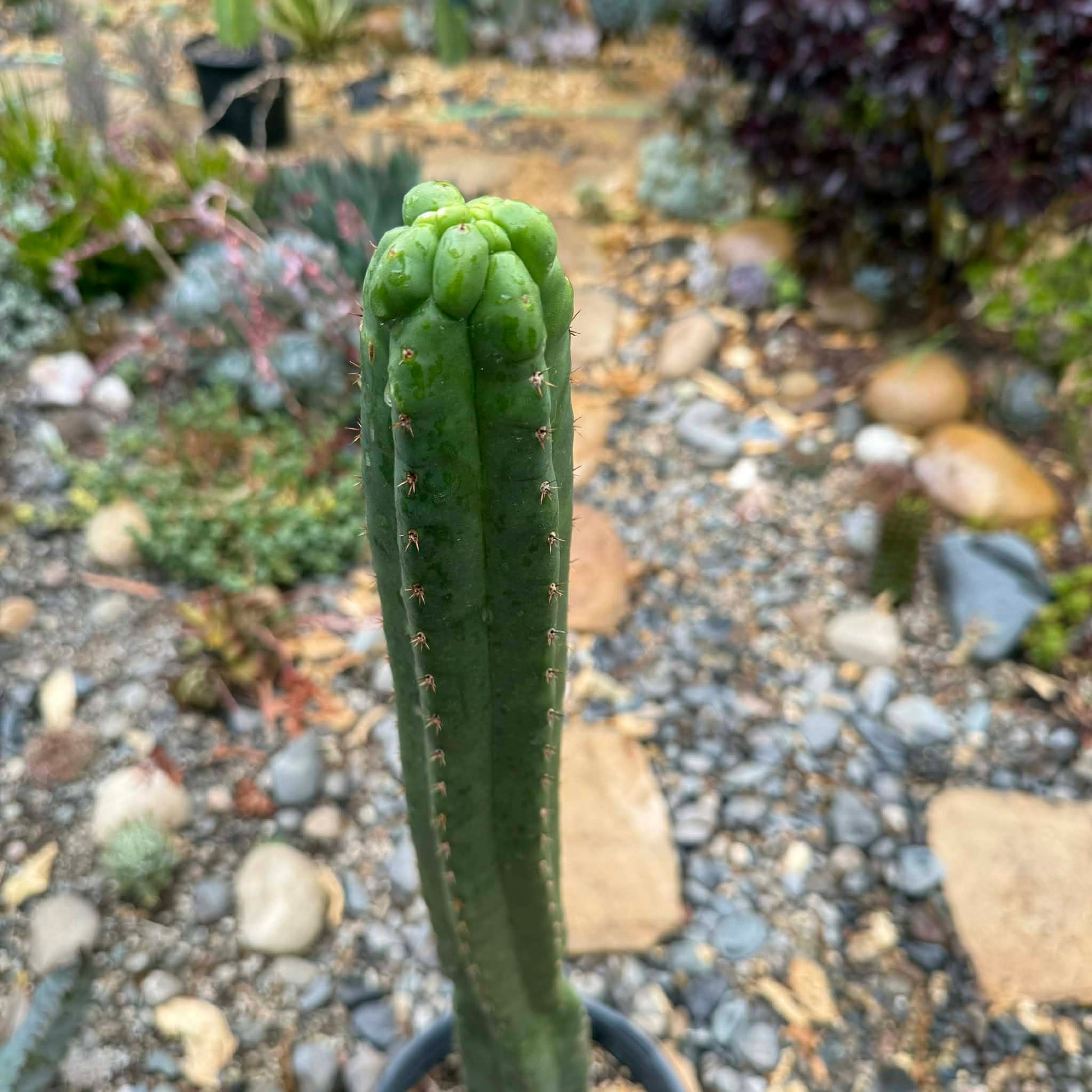 DesertScapeSucculent Cactus 5 Gal Trichocereus pachanoi monstrose 'San Pedro Cactus'