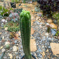 DesertScapeSucculent Cactus 5 Gal Trichocereus pachanoi monstrose 'San Pedro Cactus'