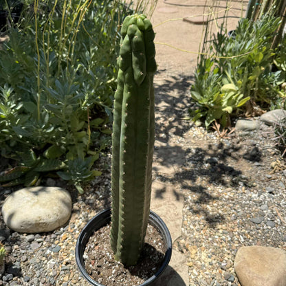 Trichocereus pachanoi monstrose 'San Pedro Cactus' - 5 Gal Assorted - Cactus - DesertScapeSucculent
