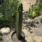 Trichocereus pachanoi monstrose 'San Pedro Cactus' - 5 Gal Assorted - Cactus - DesertScapeSucculent