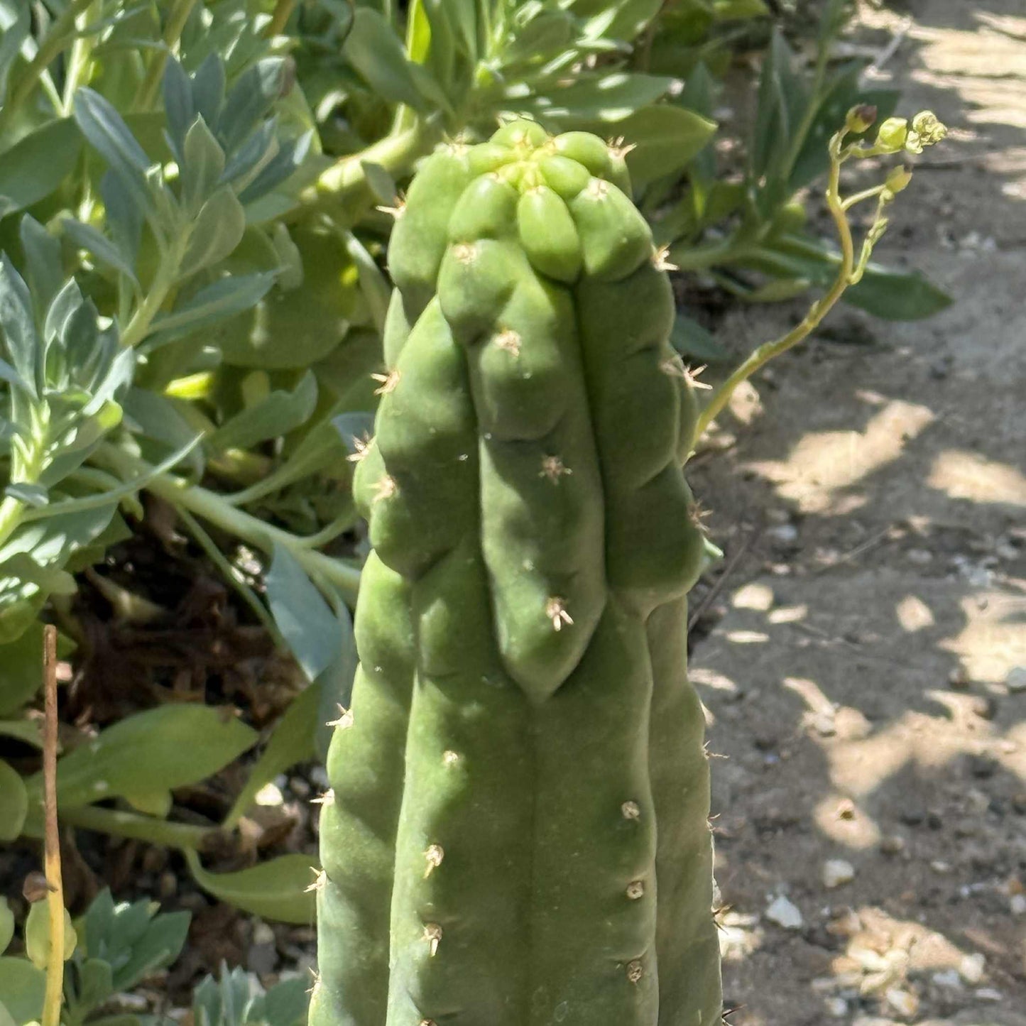 Trichocereus pachanoi monstrose 'San Pedro Cactus' - 5 Gal Large Assorted - Cactus - DesertScapeSucculent