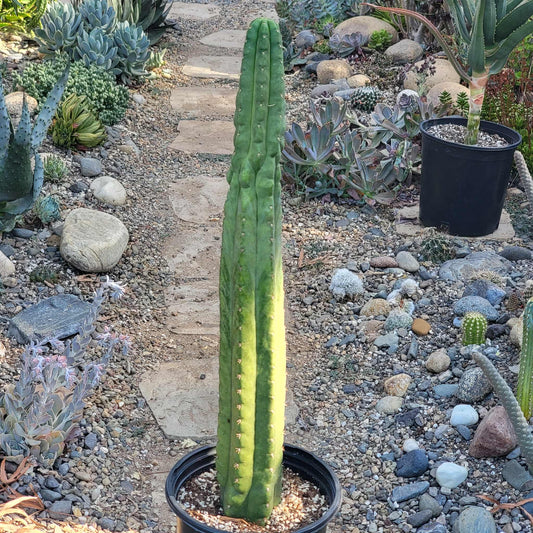 Trichocereus pachanoi monstrose 'San Pedro Cactus' - 5 Gal Large Assorted - Cactus - DesertScapeSucculent