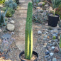 Trichocereus pachanoi monstrose 'San Pedro Cactus' - 5 Gal Large Assorted - Cactus - DesertScapeSucculent
