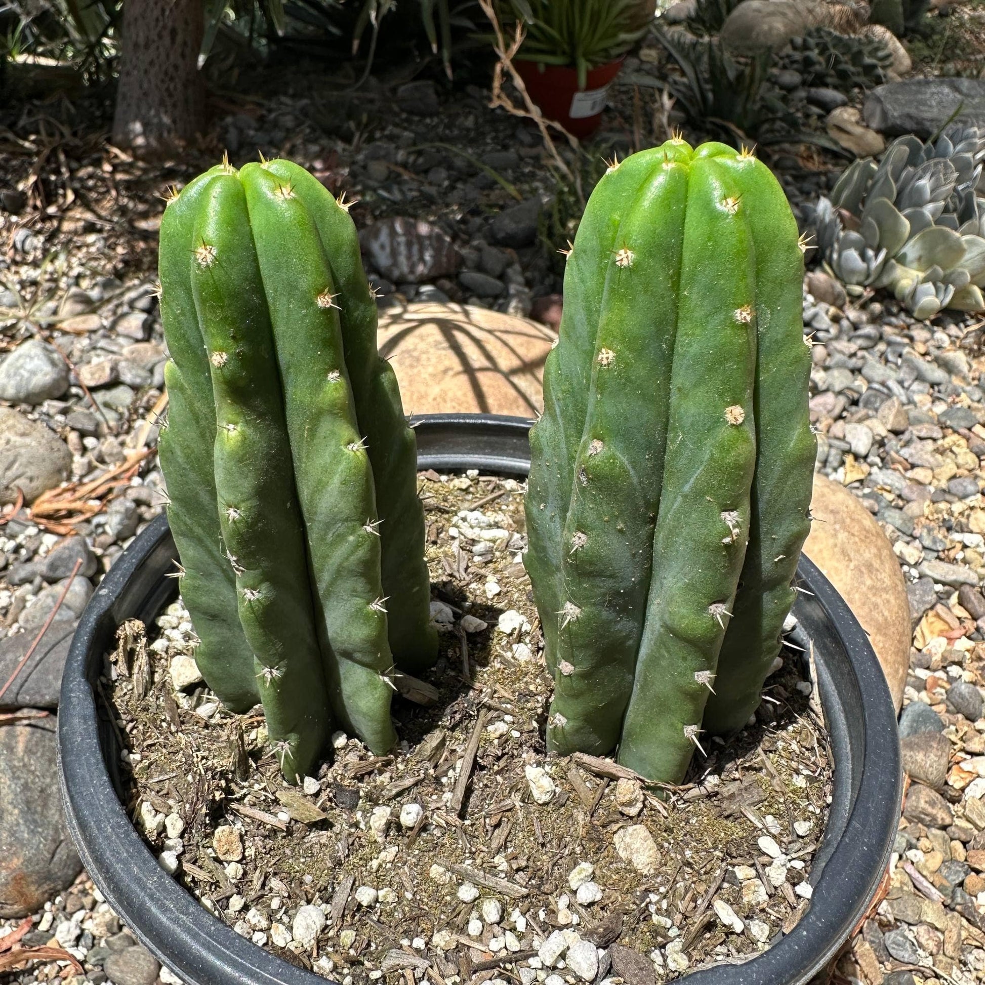 Trichocereus pachanoi 'San Pedro Cactus' - 1 Gal Assorted - Cactus - DesertScapeSucculent