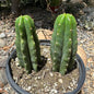 Trichocereus pachanoi 'San Pedro Cactus' - 1 Gal Assorted - Cactus - DesertScapeSucculent