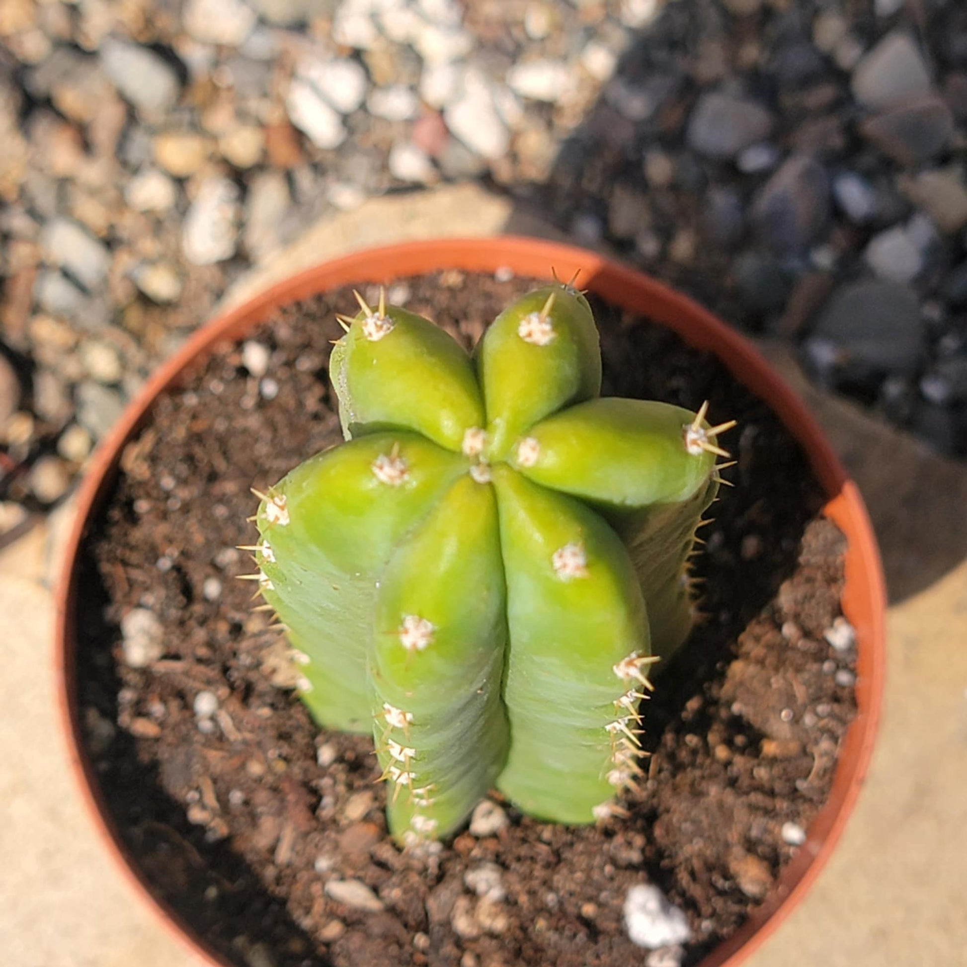 dry san pedro cactus Trichocereus pachanoi 'San Pedro Cactus' – DesertScapeSucculent