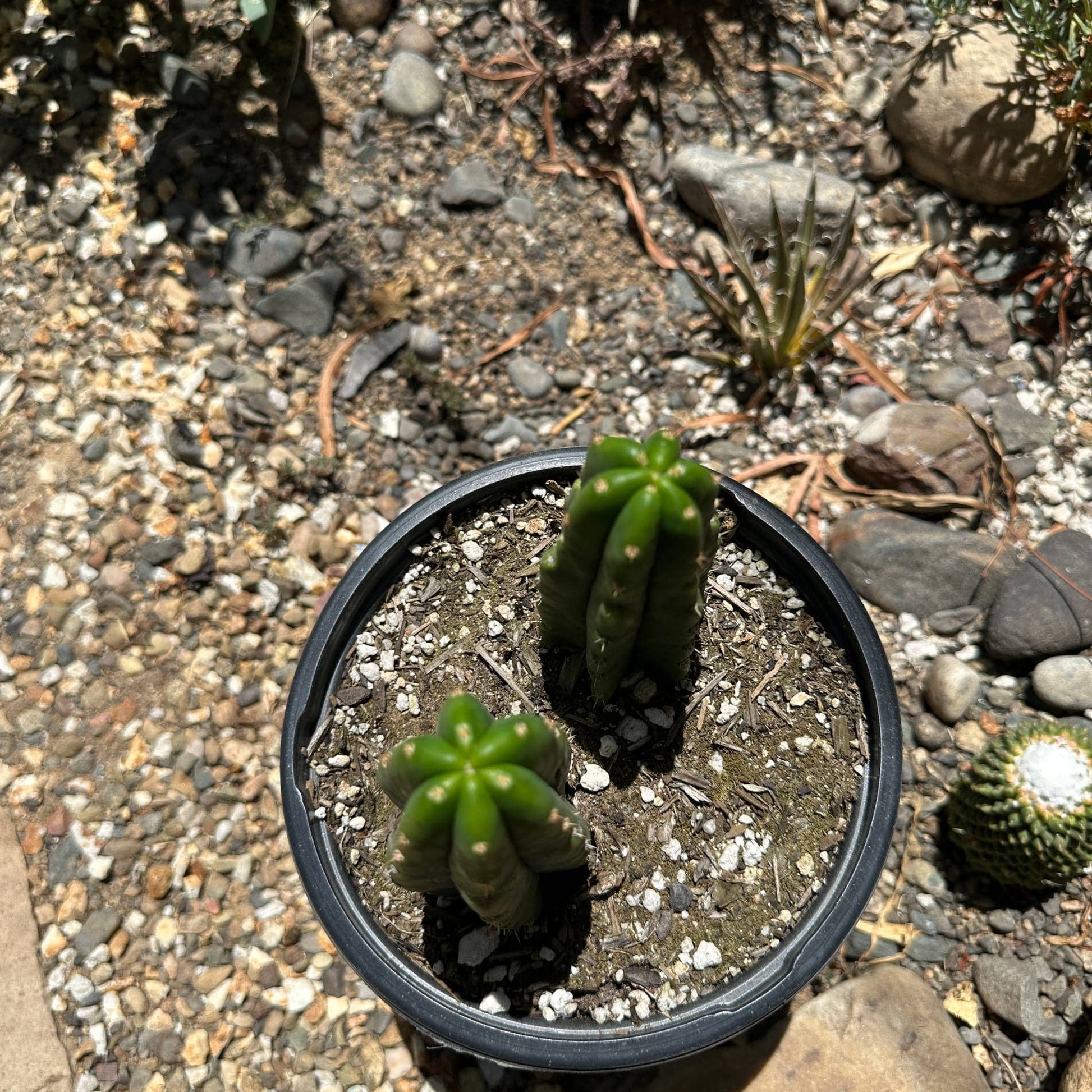 soil for san pedro cactus Trichocereus pachanoi 'San Pedro Cactus' – DesertScapeSucculent