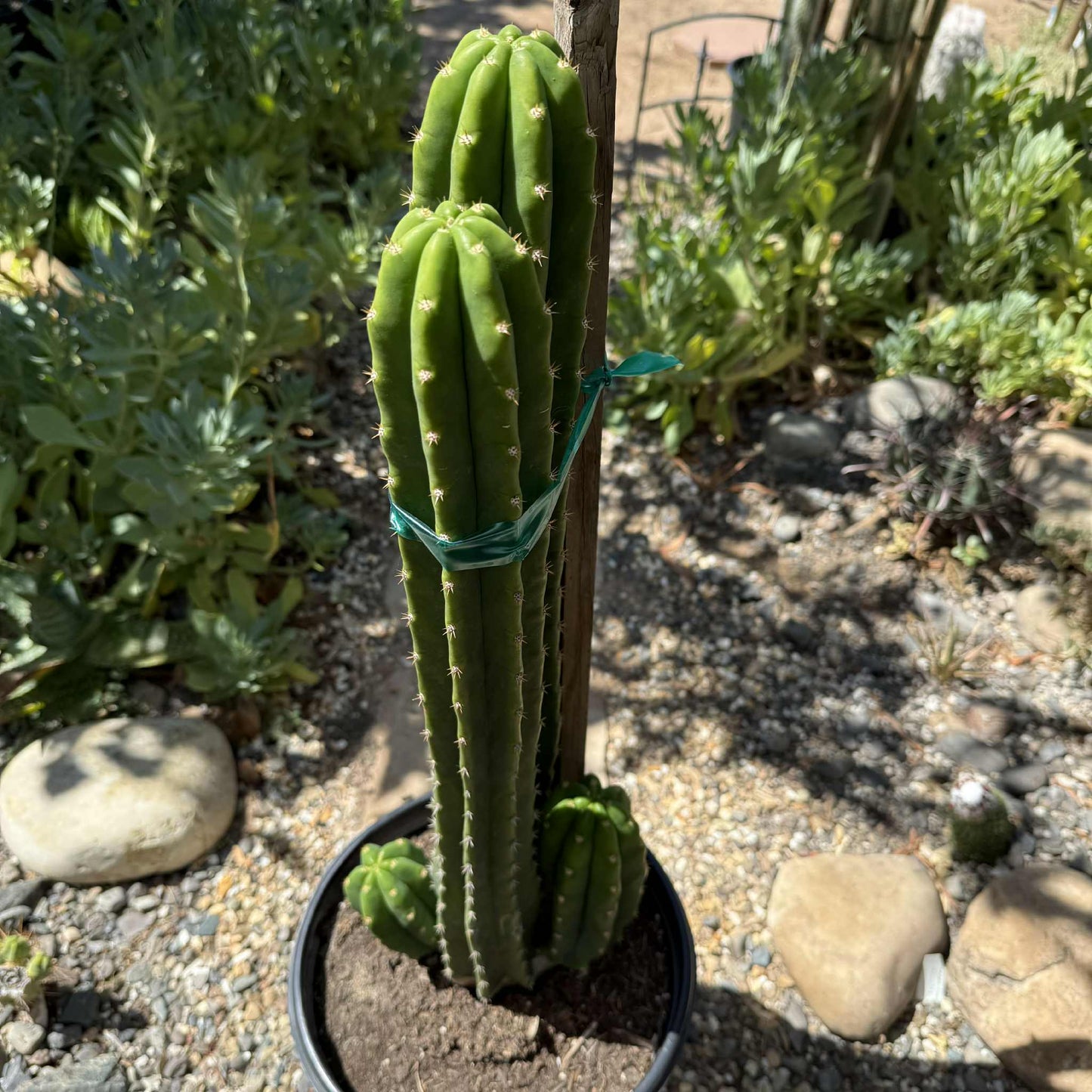 Trichocereus pachanoi 'San Pedro Cactus' - 5 gal Assorted - Cactus - DesertScapeSucculent
