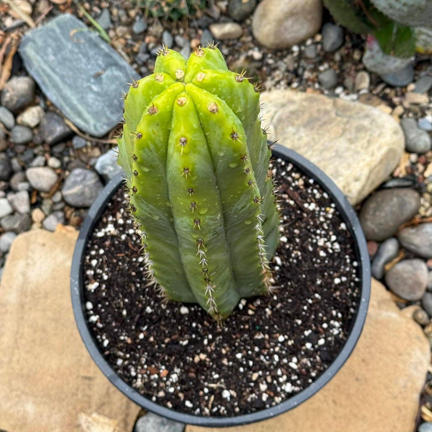 DesertScapeSucculent Cactus Trichocereus pachanoi 'San Pedro Cactus'