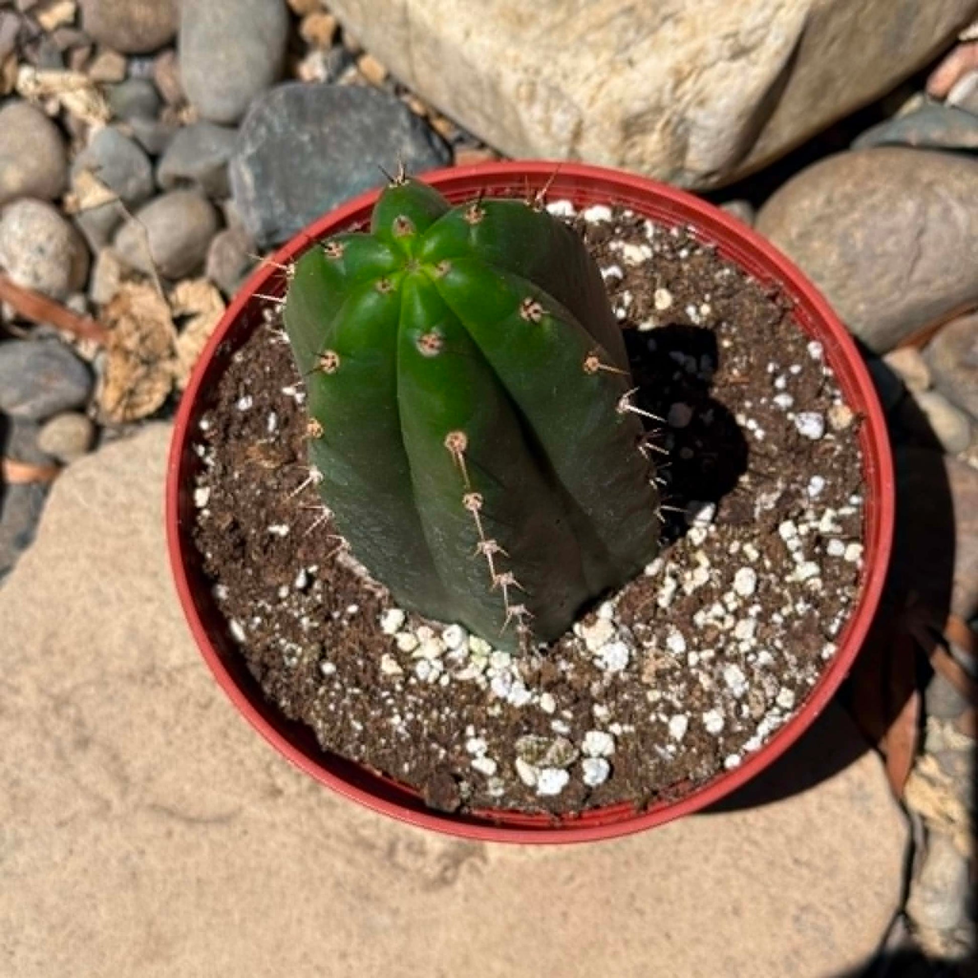 DesertScapeSucculent Cactus Trichocereus pachanoi 'San Pedro Cactus'