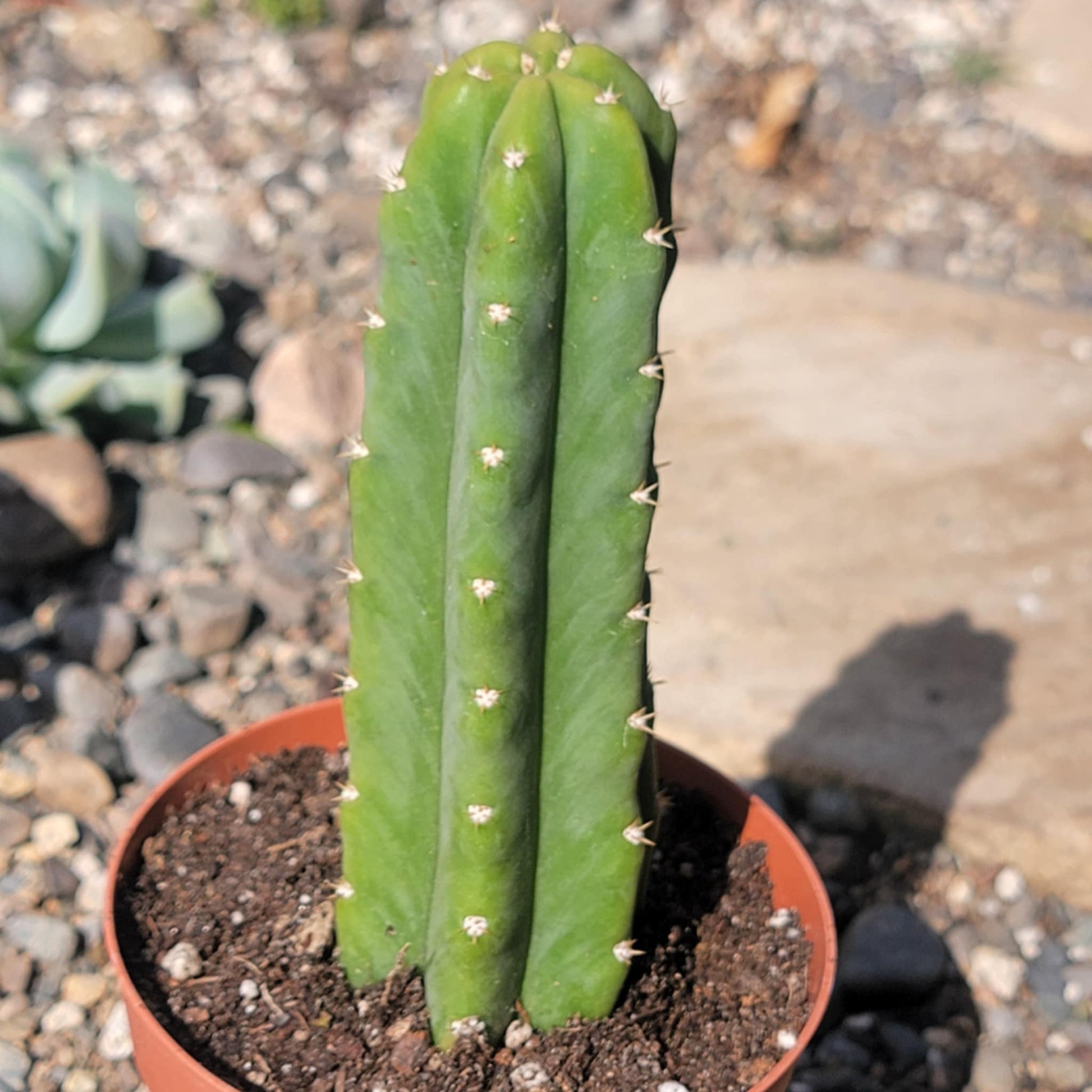 san pedro cactus soil Trichocereus pachanoi 'San Pedro Cactus' – DesertScapeSucculent
