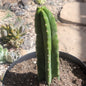 Trichocereus pachanoi 'San Pedro Cactus' - 8 Inch Assorted Short - Cactus - DesertScapeSucculent