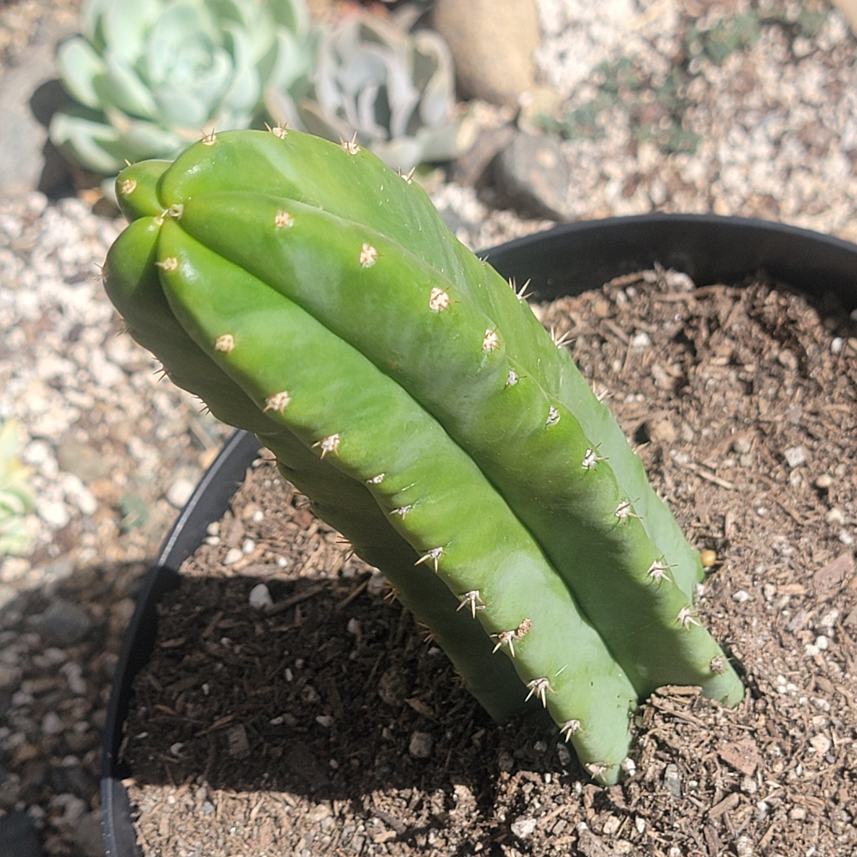Echinopsis pachanoi 'San Pedro Cactus' – DesertScapeSucculent