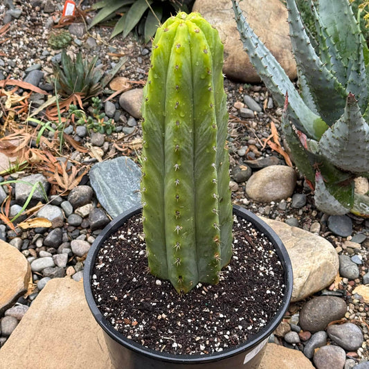 DesertScapeSucculent Cactus 5 gal Trichocereus pachanoi 'San Pedro Cactus'