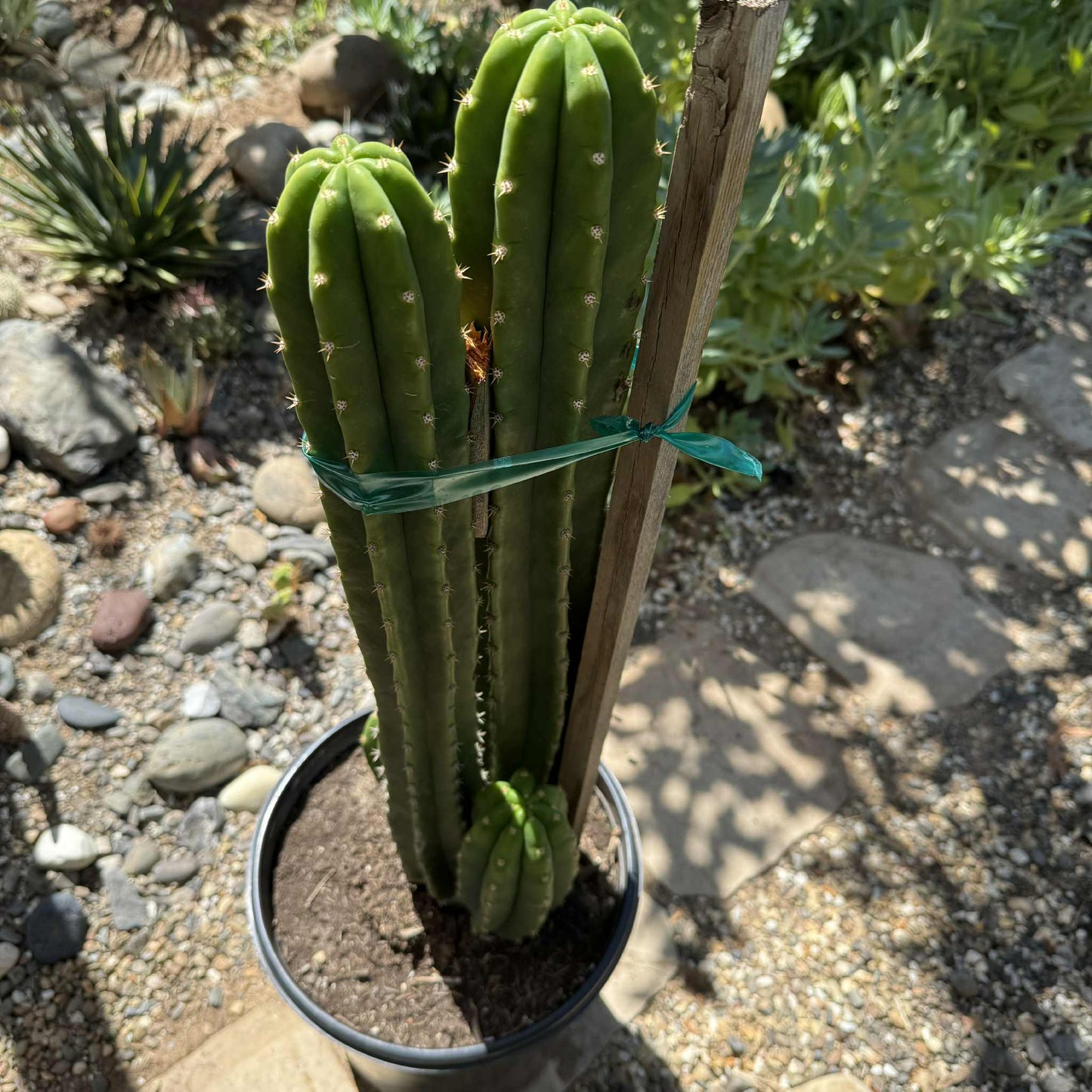 Trichocereus pachanoi 'San Pedro Cactus' - 5 gal Assorted - Cactus - DesertScapeSucculent