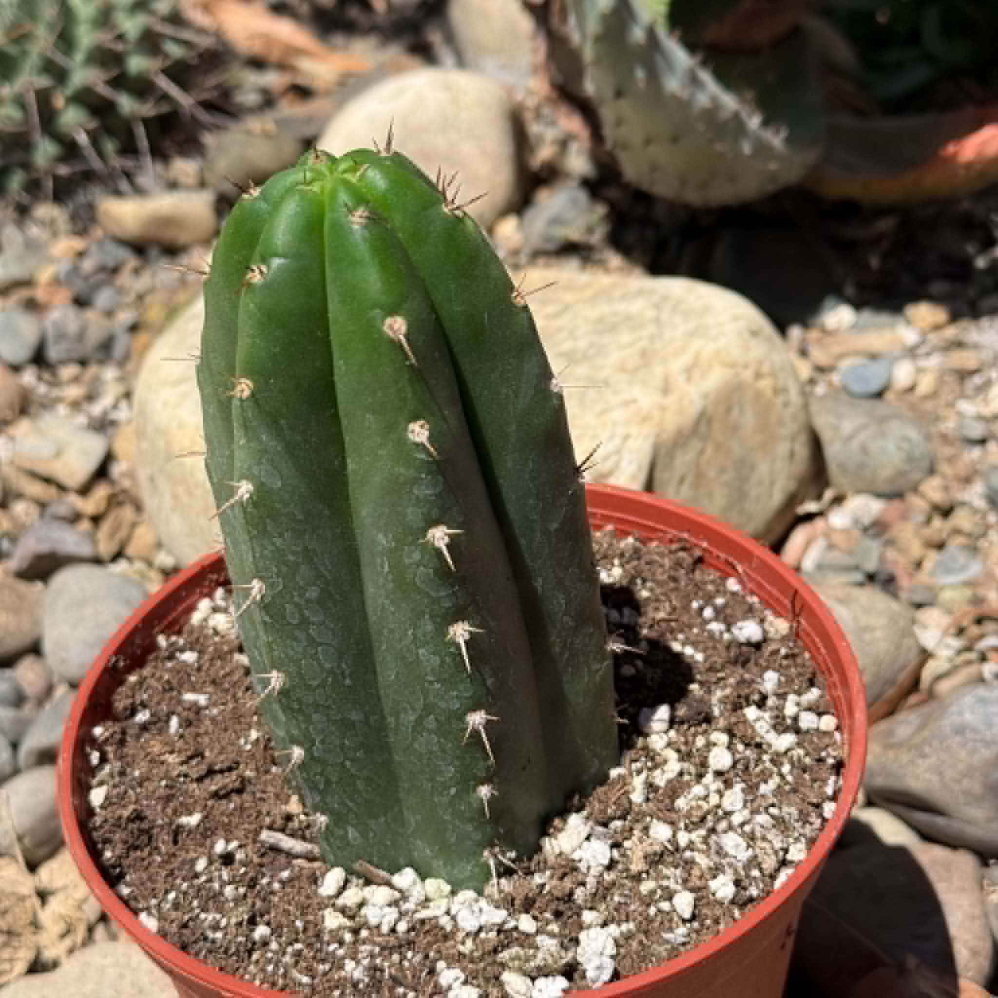 Echinopsis pachanoi 'San Pedro Cactus' – DesertScapeSucculent