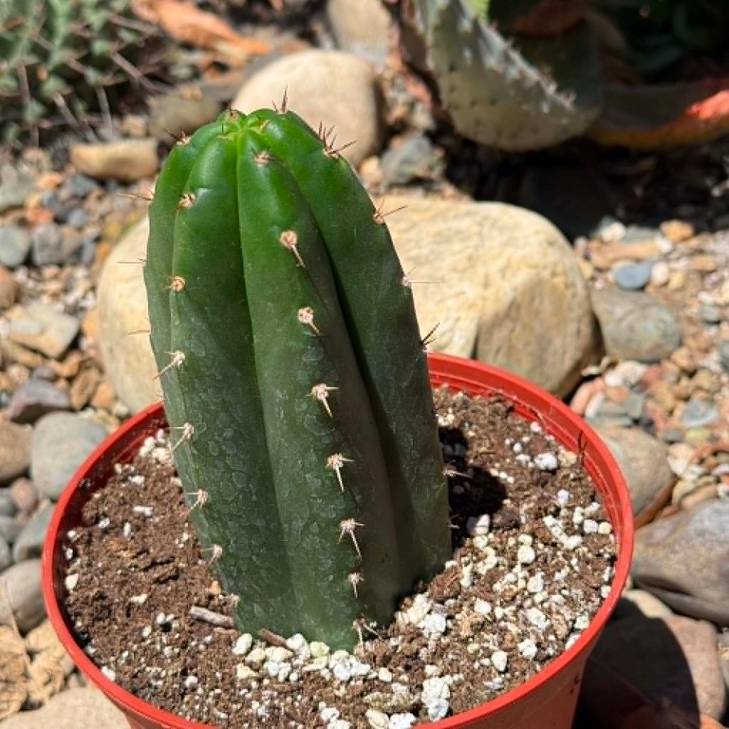 DesertScapeSucculent Cactus 6 Inch Trichocereus pachanoi 'San Pedro Cactus'