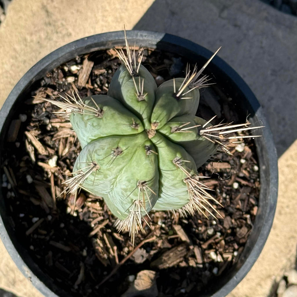 Trichocereus peruvianus 'Peruvian Torch' – DesertScapeSucculent
