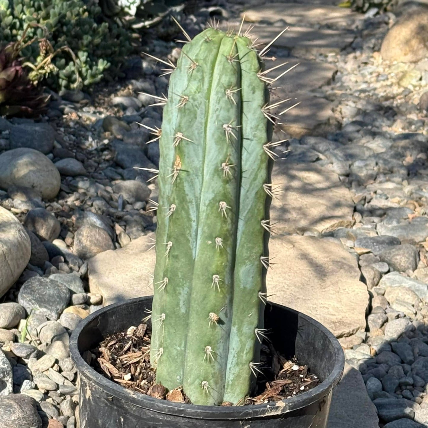 DesertScapeSucculent Cactus 1 Gallon Trichocereus peruvianus 'Peruvian Torch'