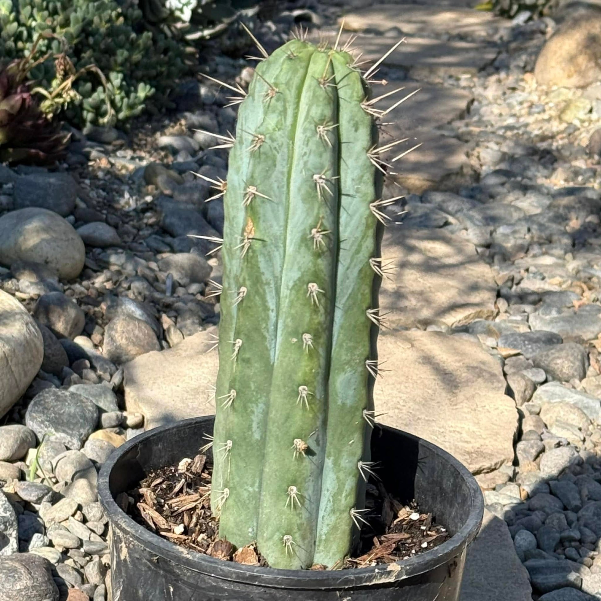 DesertScapeSucculent Cactus 1 Gallon Trichocereus peruvianus 'Peruvian Torch'
