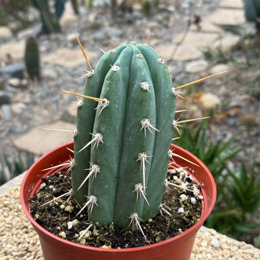 DesertScapeSucculent Cactus 6 Inch Trichocereus peruvianus 'Peruvian Torch'