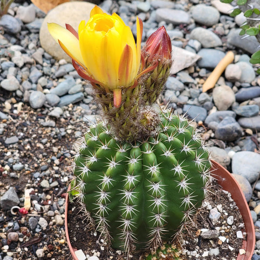 Trichocereus spachianus