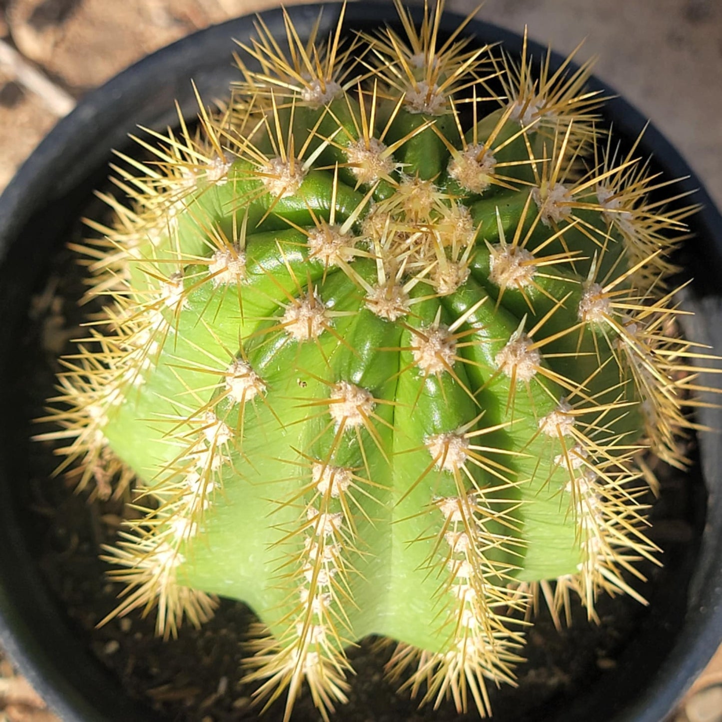 Trichocereus spachianus