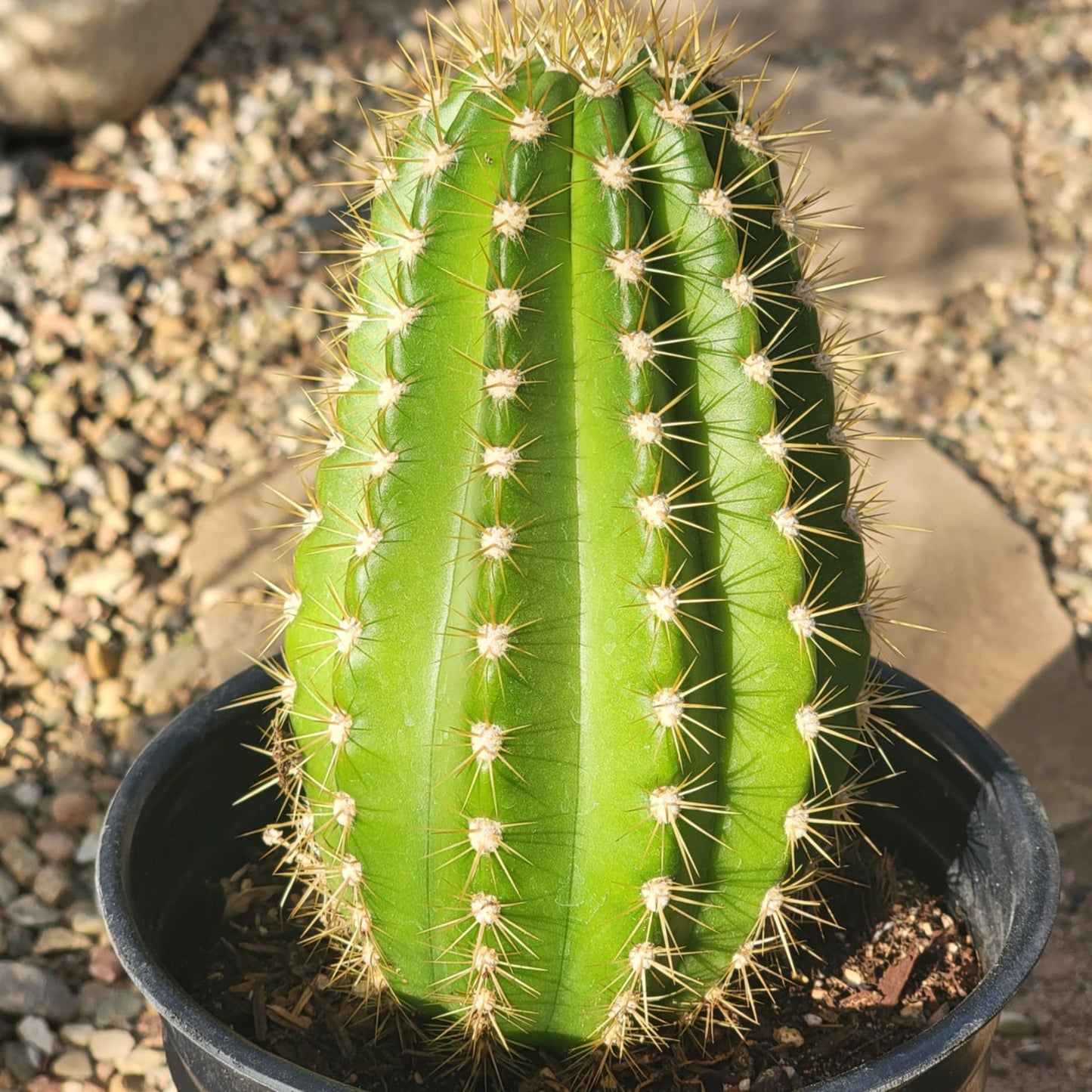 DesertScapeSucculent Cactus 6" B Trichocereus spachianus