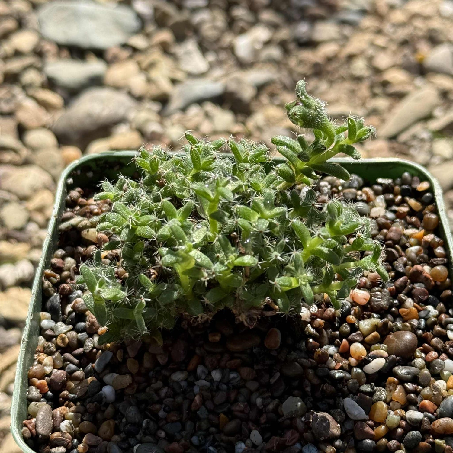 Trichodiadema bulbosum - 4 Inch - Cactus - DesertScapeSucculent