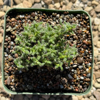 Trichodiadema bulbosum - 4 Inch - Cactus - DesertScapeSucculent