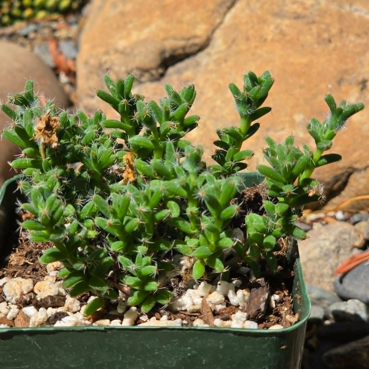 DesertScapeSucculent Cactus 4 Inch Trichodiadema bulbosum