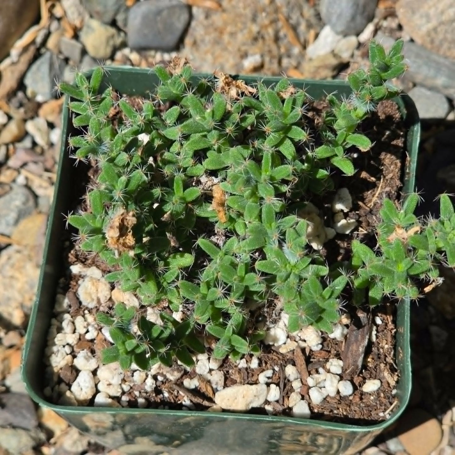 DesertScapeSucculent Cactus 4 Inch Trichodiadema bulbosum
