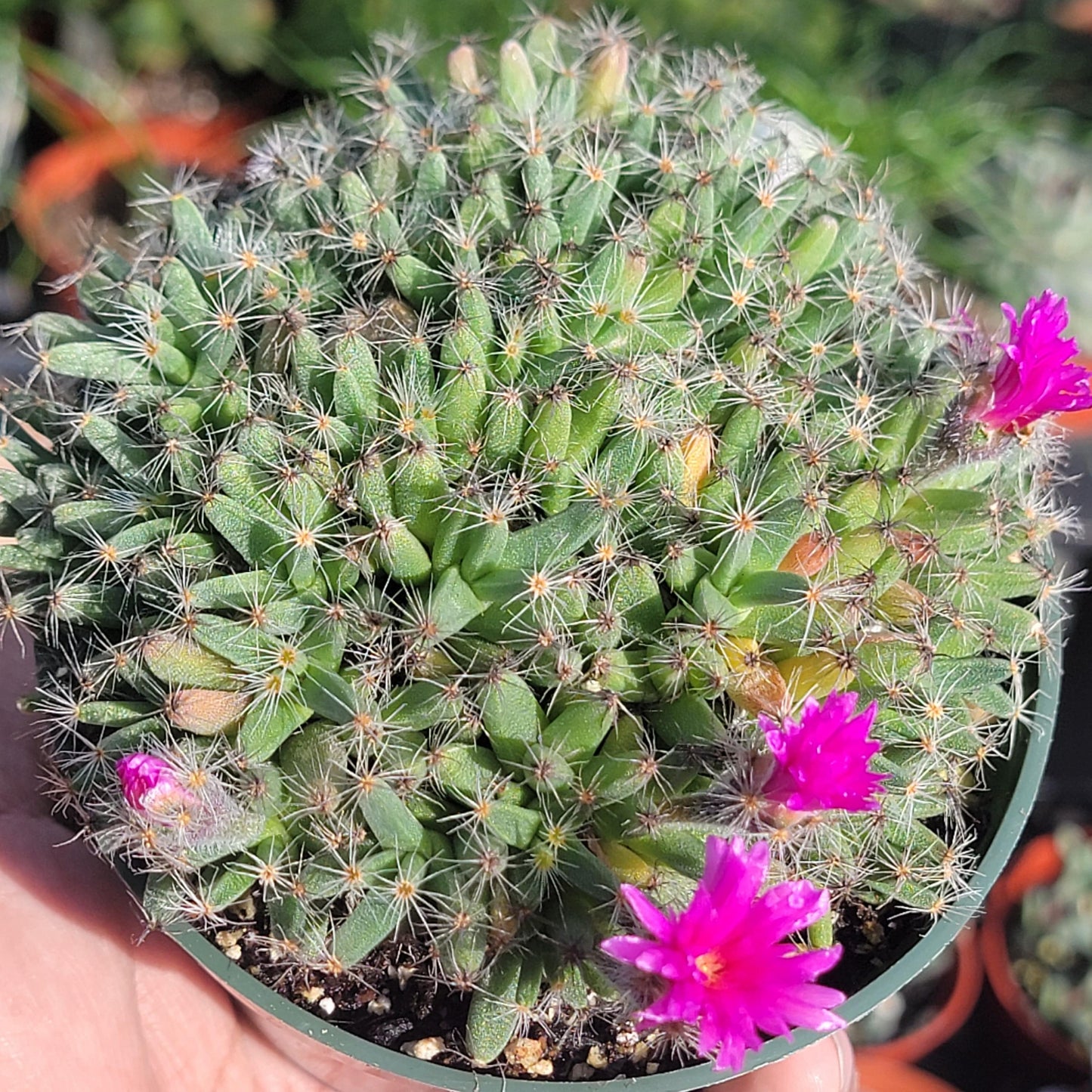 DesertScapeSucculent Cactus 4" Assorted Trichodiadema densum 'Mini Desert Rose'