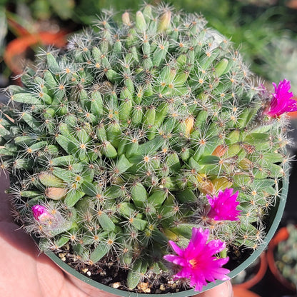 Trichodiadema densum 'Mini Rose du Désert'