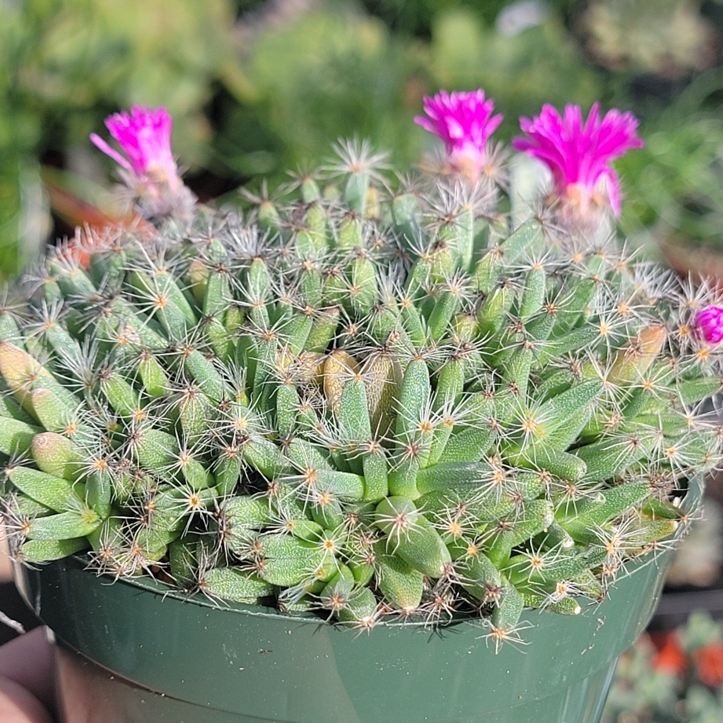 Trichodiadema densum 'Mini rosa del desierto'