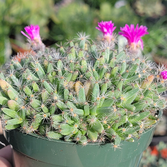 Trichodiadema densum 'Mini Desert Rose'