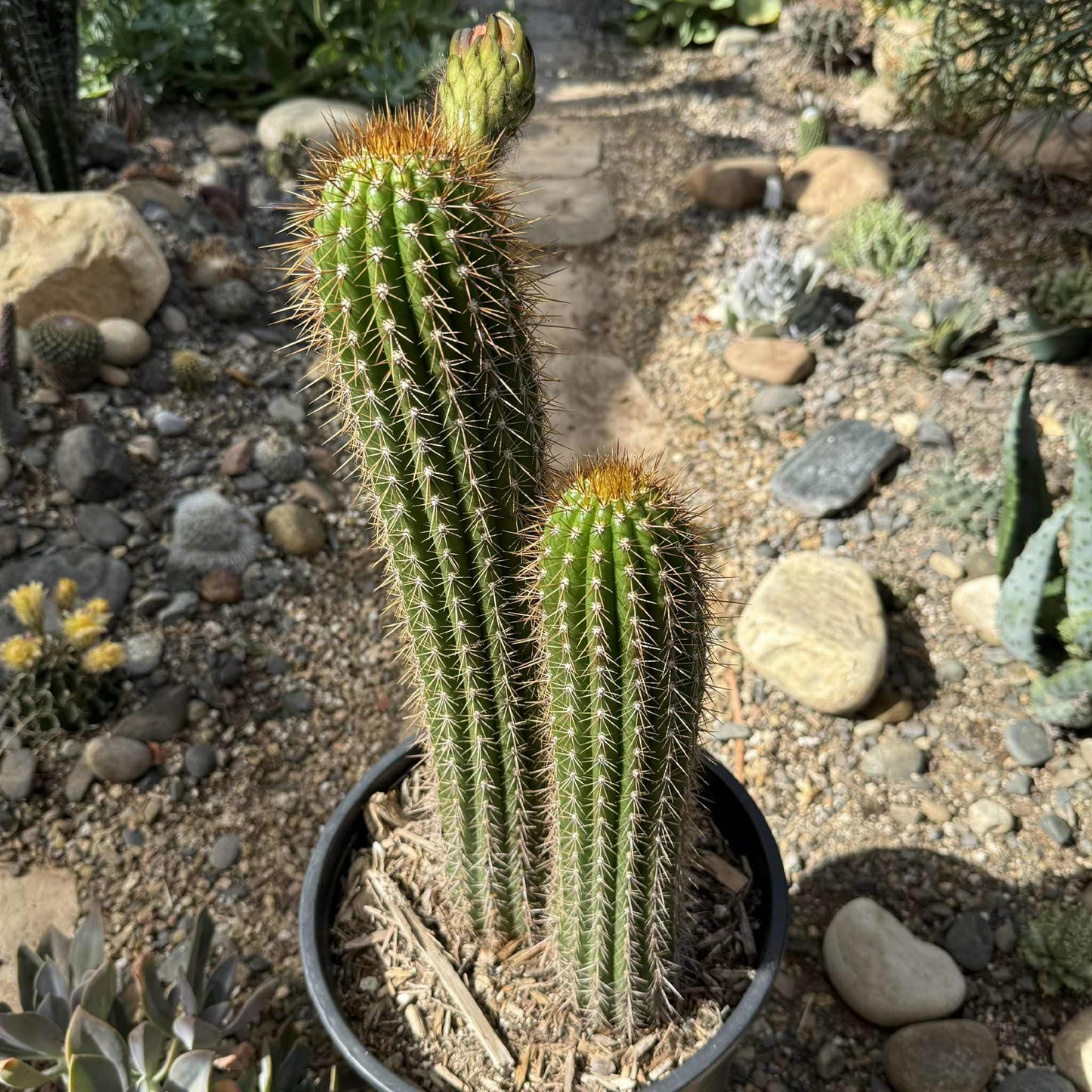 Tricholobivia 'Pink' - 5 Gal Assorted Option A - Cactus - DesertScapeSucculent