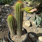 Tricholobivia 'Pink' - 5 Gal Assorted Option A - Cactus - DesertScapeSucculent